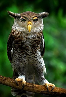 Egy mókás kinézetű Bagoly - Dorky Owl