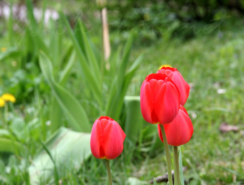 Tulips - Tulipnok