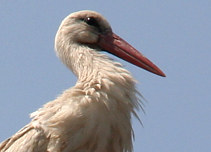 Stork