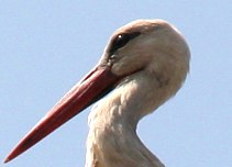 Stork