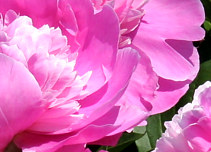 Peony