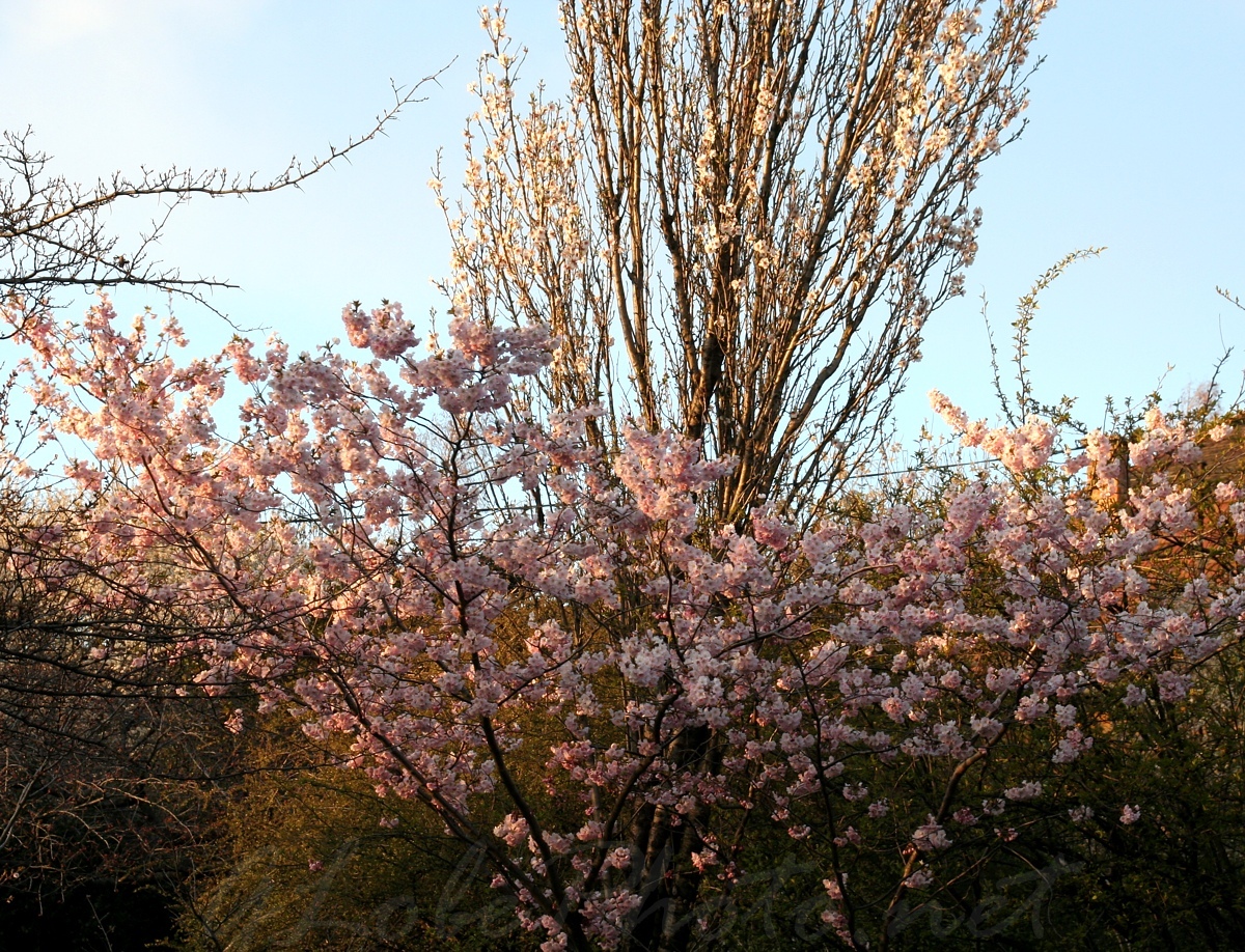 Budai Arbortum