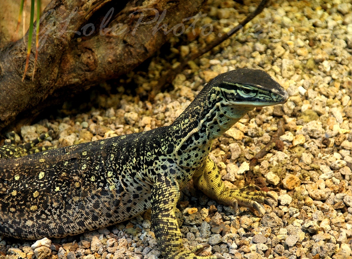 Tropicarium ceanrium