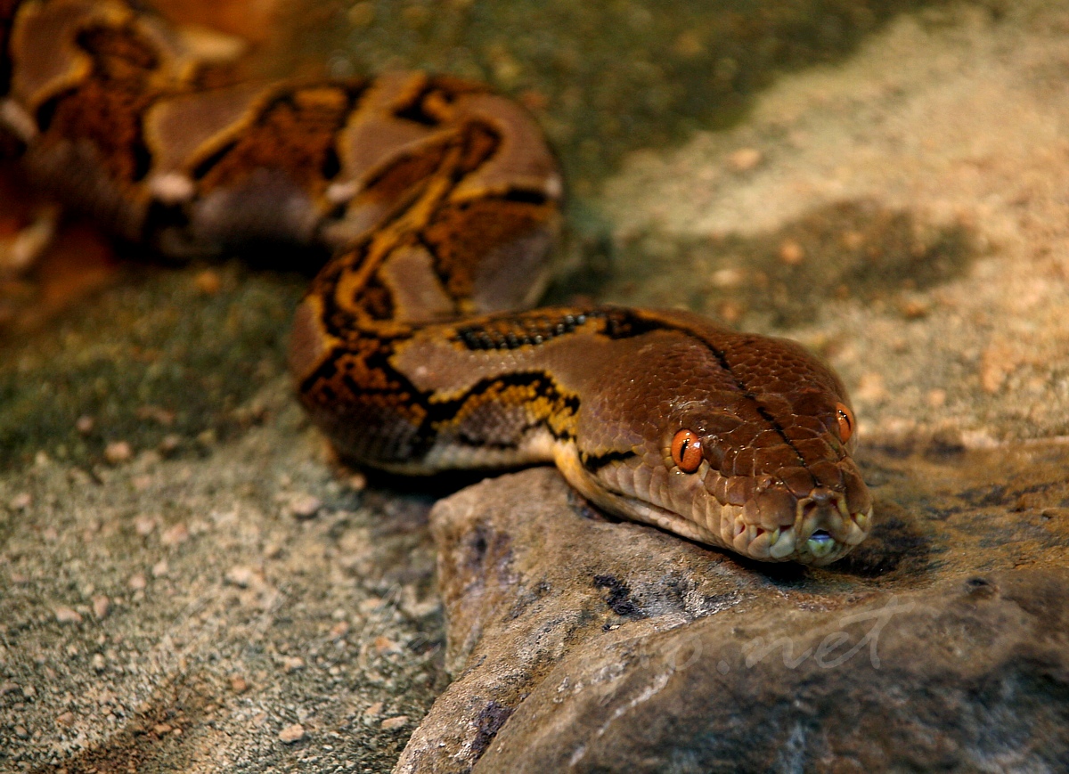 Tropicarium ceanrium