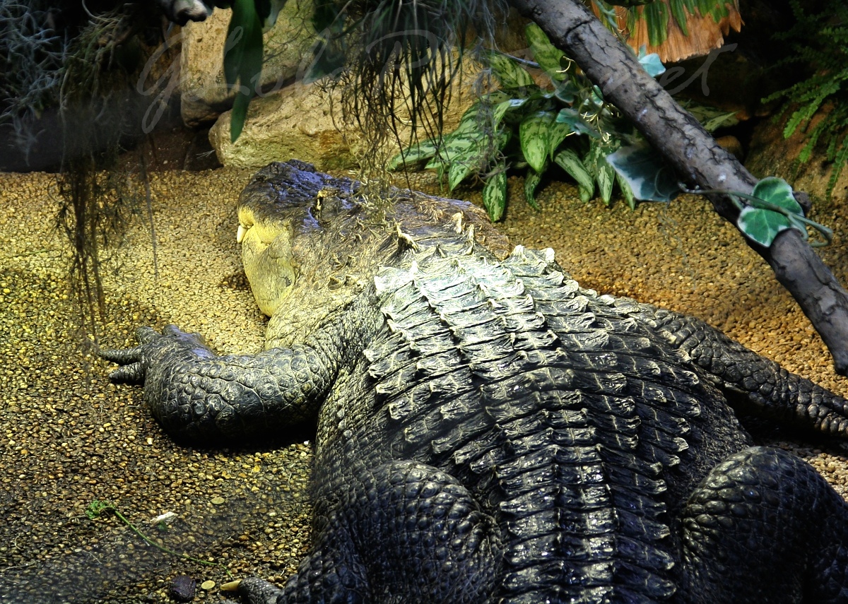 Tropicarium ceanrium