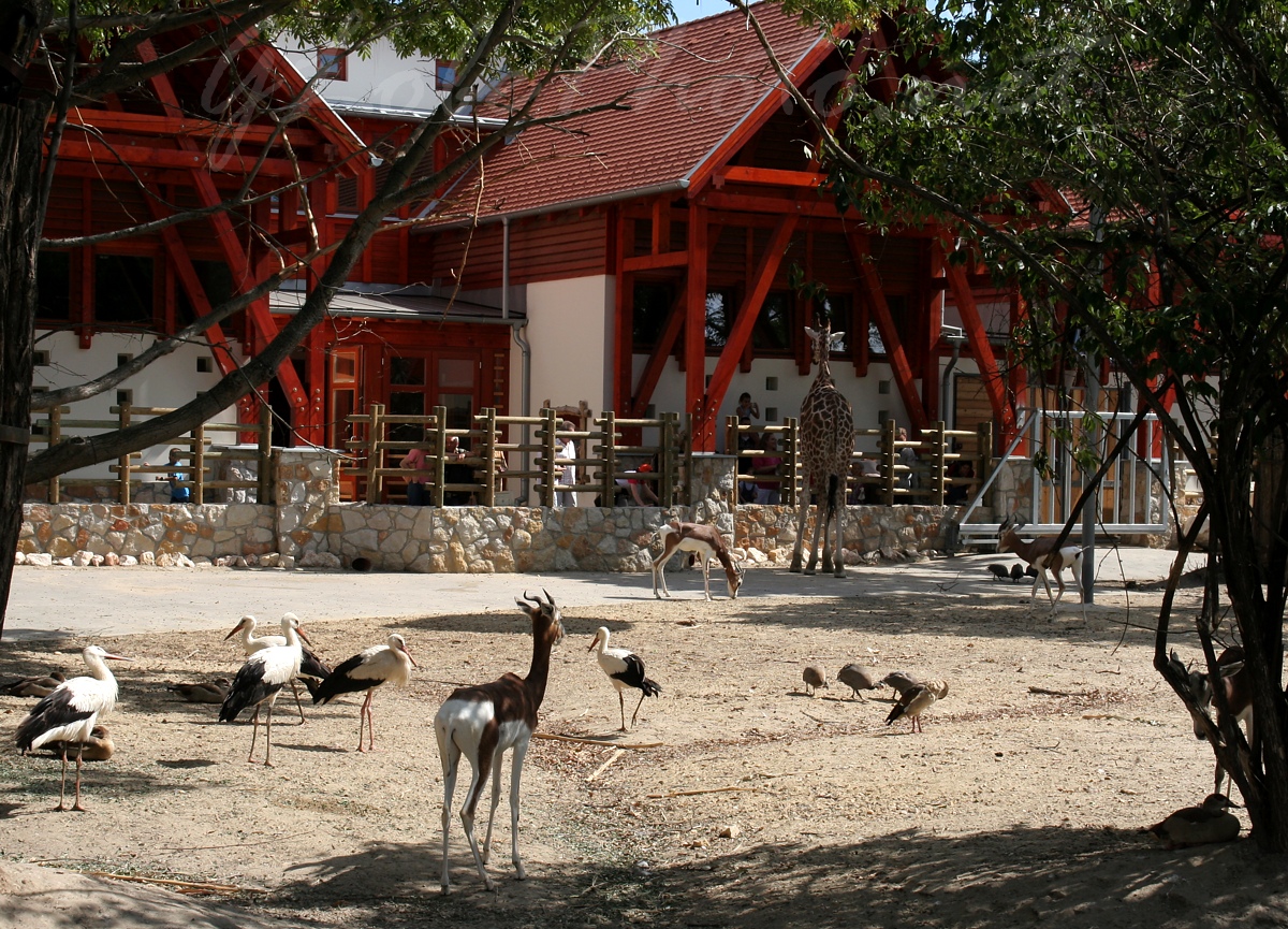 Állatkert - Zoo