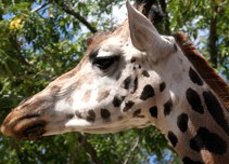 llatkertben - In Budapest Zoo