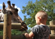 llatkertben - In the Zoo