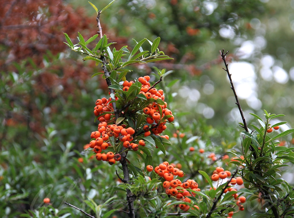 Budai Arbortum