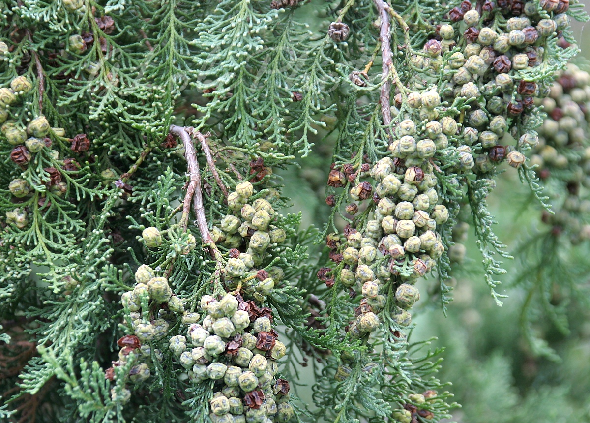 Budai Arbortum