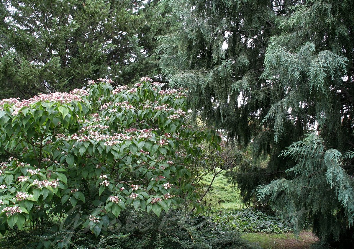 Budai Arbortum