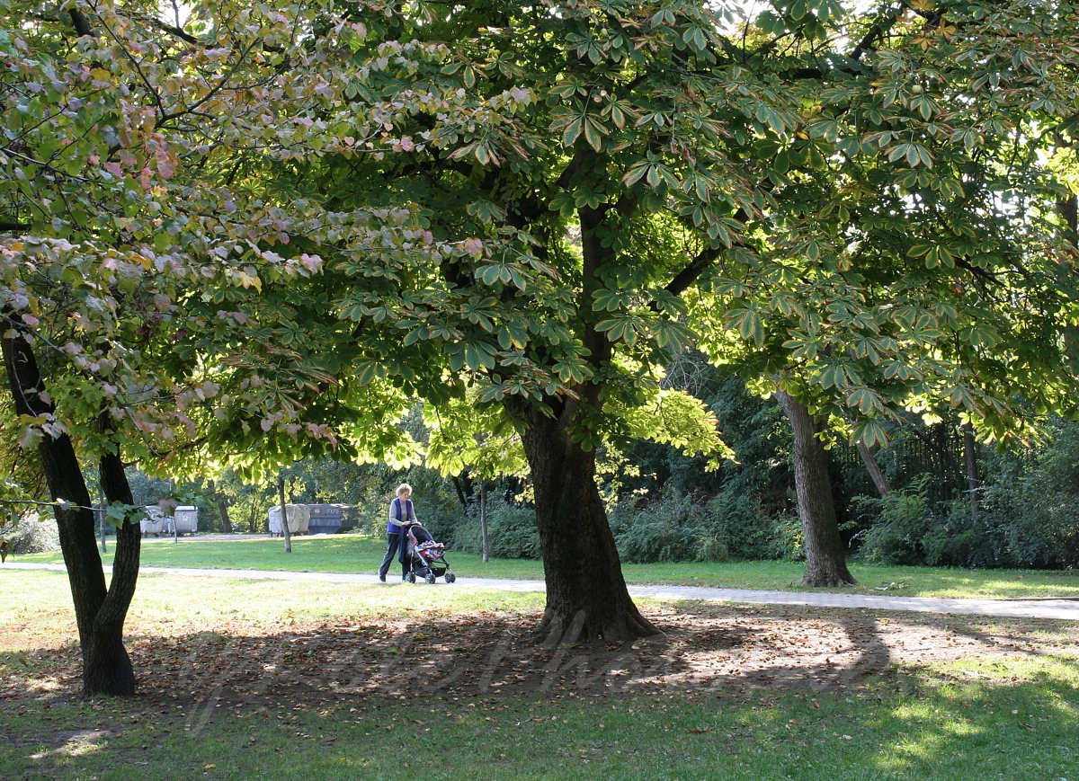 Budai Park Sznpadnl