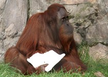 llatkertben - In Budapest Zoo