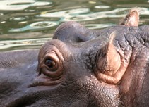 llatkertben - In Budapest Zoo