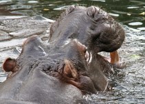 llatkertben - In Budapest Zoo