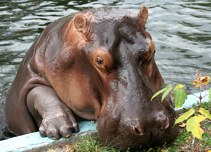 llatkertben - In Budapest Zoo