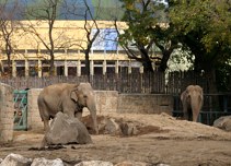 llatkertben - In Budapest Zoo