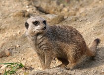 llatkertben - In Budapest Zoo