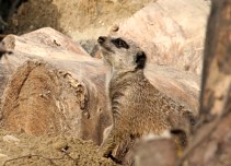 llatkertben - In Budapest Zoo