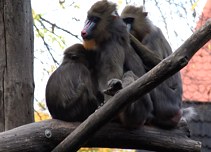 llatkertben - In Budapest Zoo