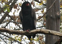 llatkertben - In Budapest Zoo