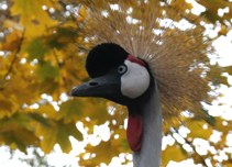 llatkertben - In Budapest Zoo