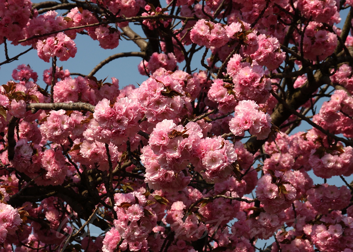 Prunus serrulata Kansan