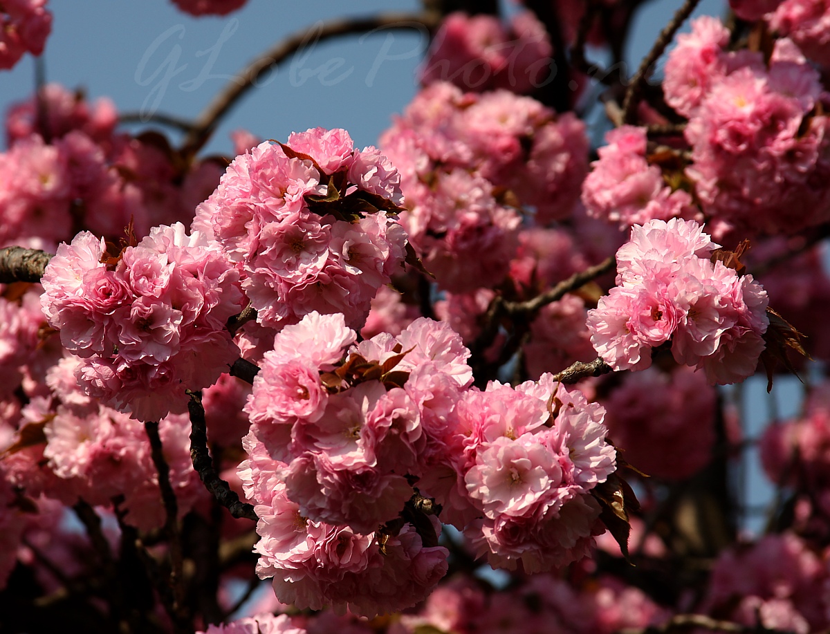 Prunus serrulata Kansan