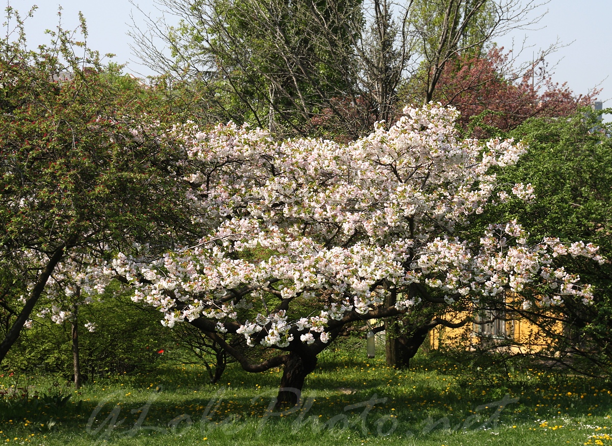 Budai Arbortum