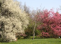 Budai Arbortum - Botanical Garden