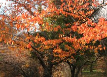 Budai Arbortum - Botanical Garden