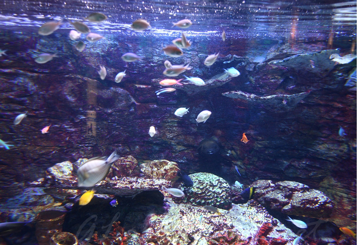 Oceanarium