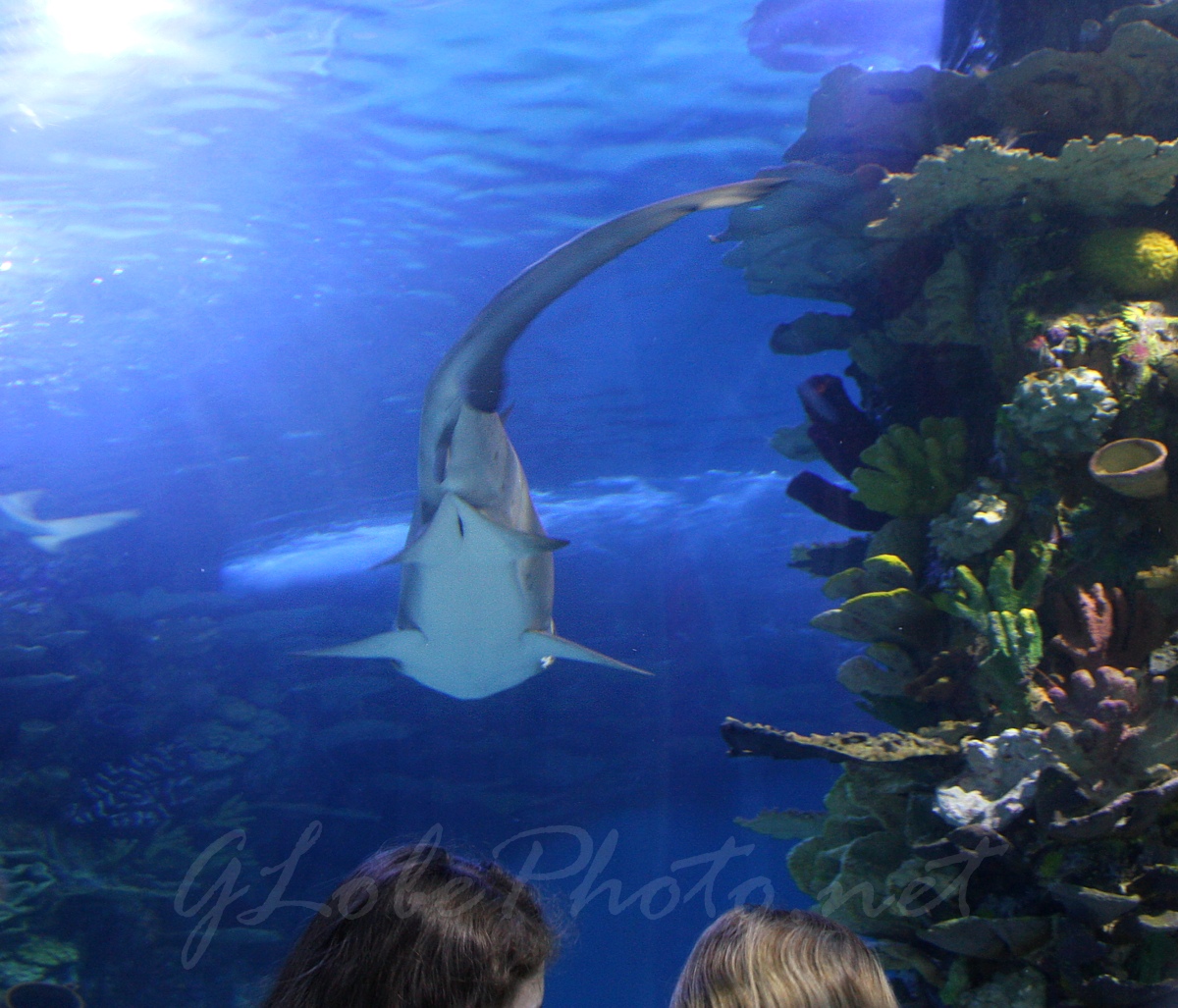 Cpa Oceanarium