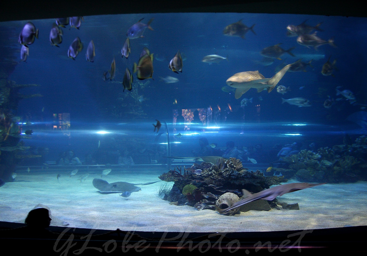 Oceanarium