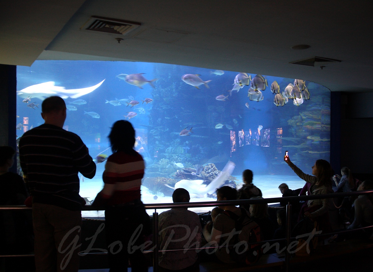 Oceanarium