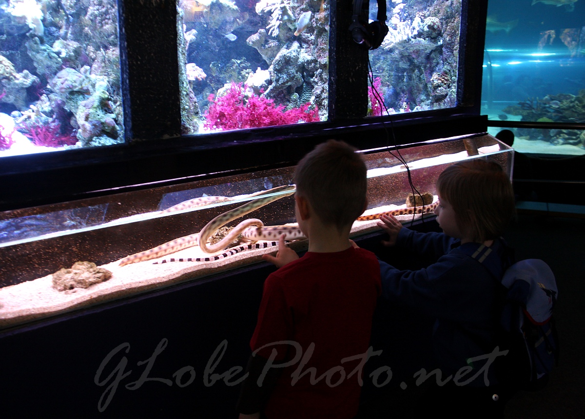 Oceanarium