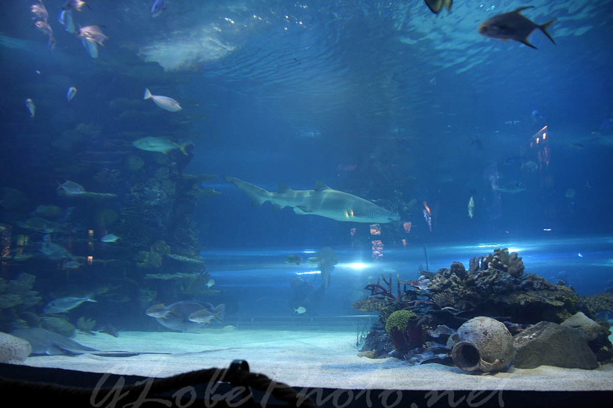 Oceanarium