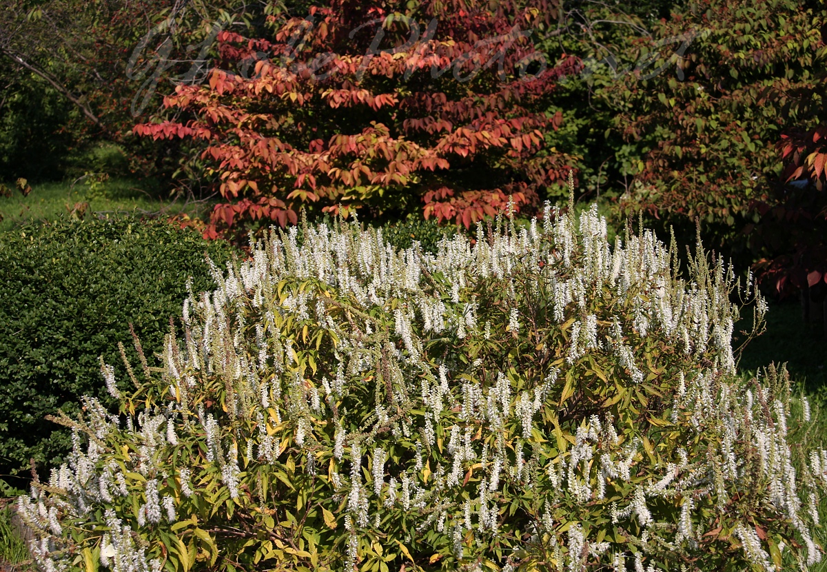 Budai Arbortum - Botanical Garden