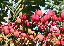 Budai Arbortum - Botanical Garden