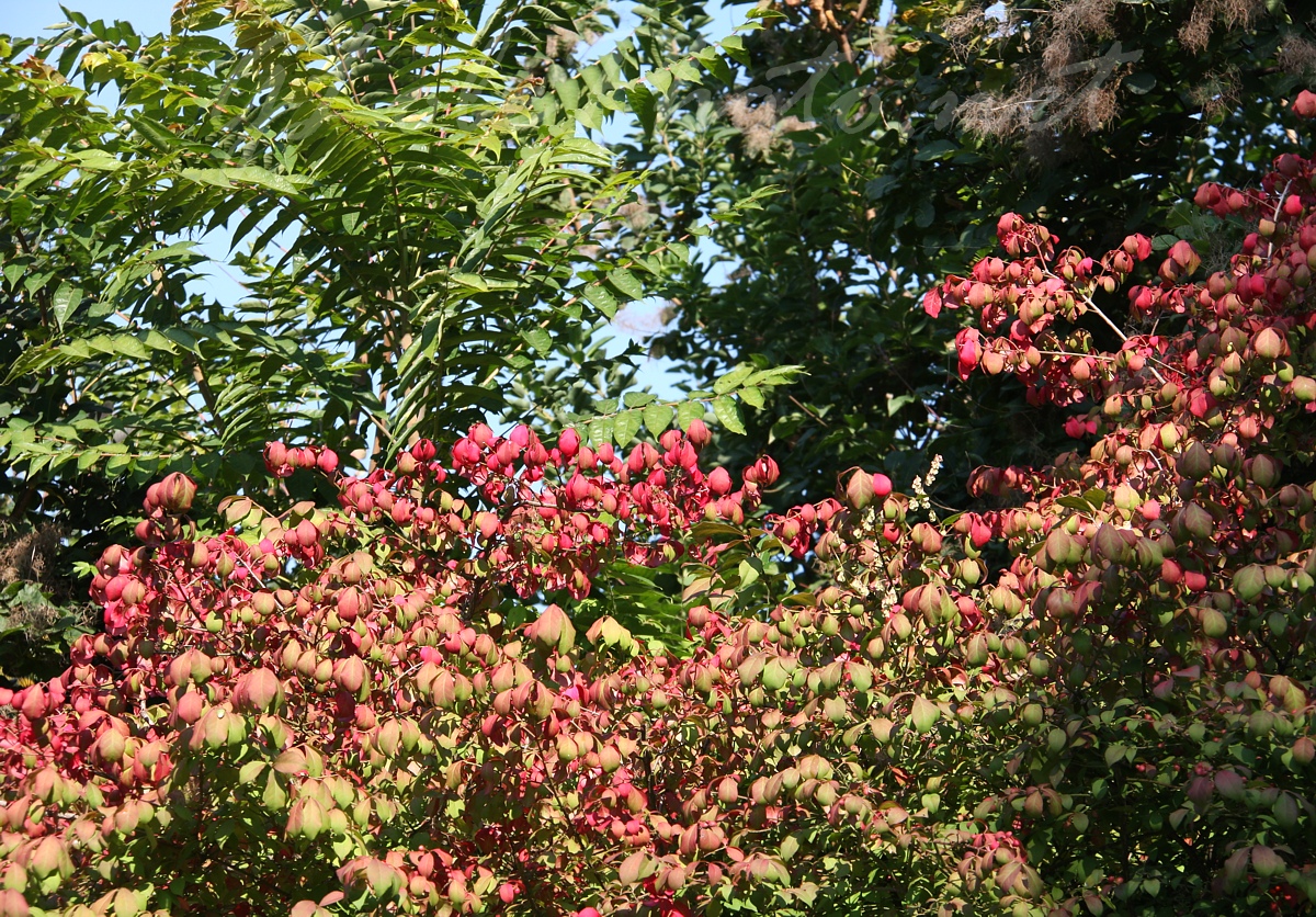 Budai Arbortum - Botanical Garden