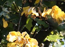 Budai Arbortum - Botanical Garden