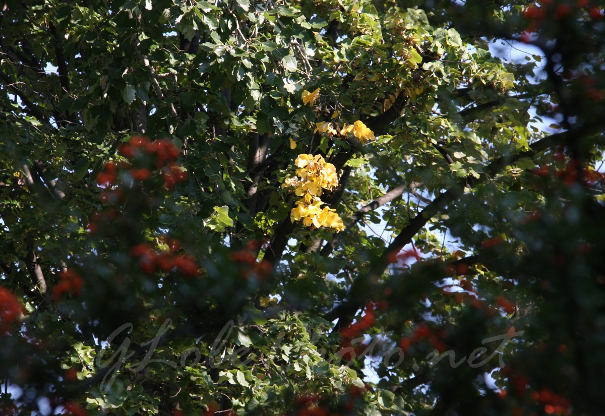 Budai Arbortum - Botanical Garden