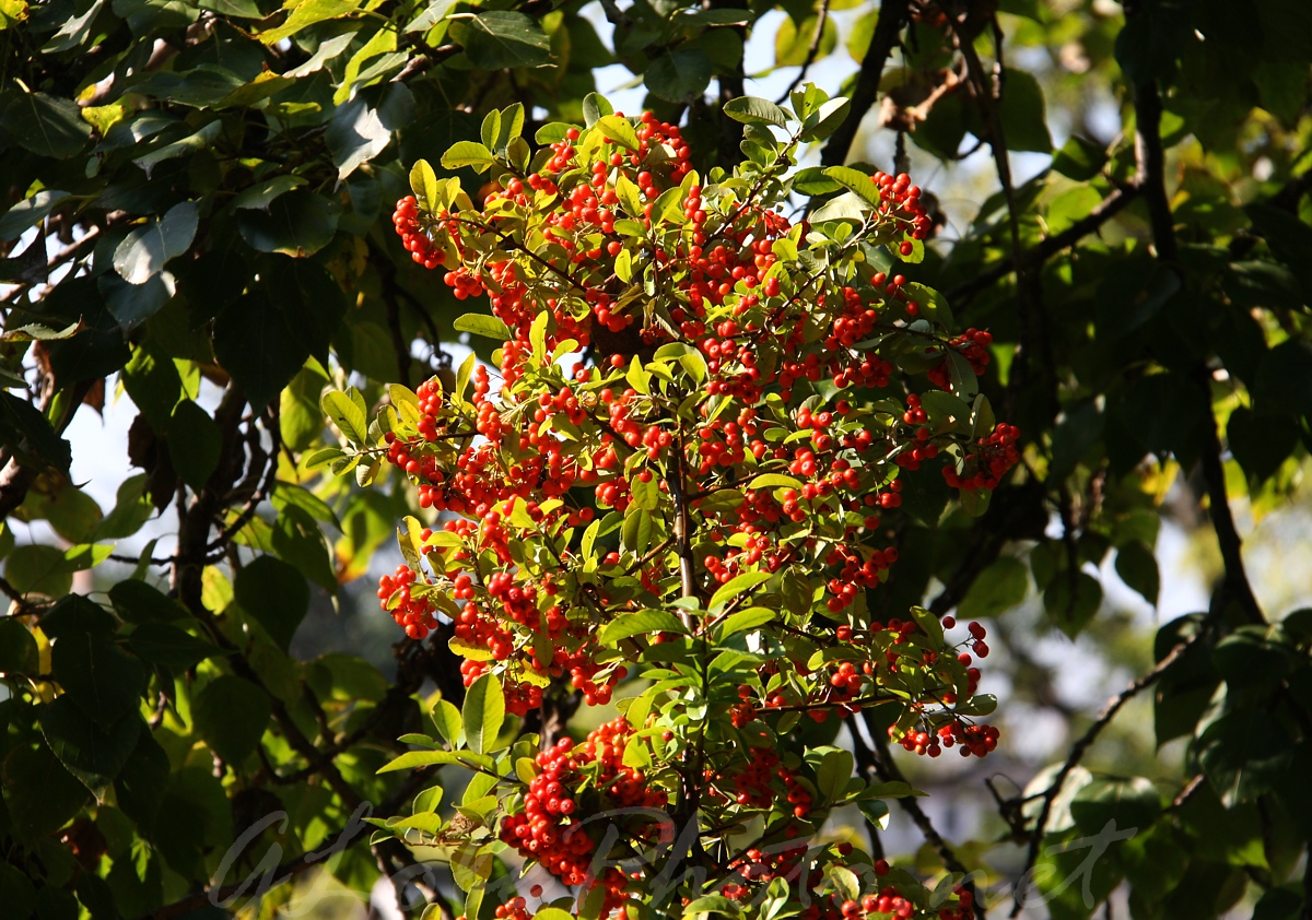 Budai Arbortum - Botanical Garden