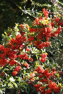 Budai Arbortum