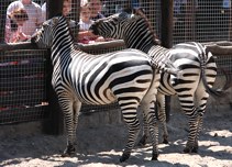 Budapest Zoo