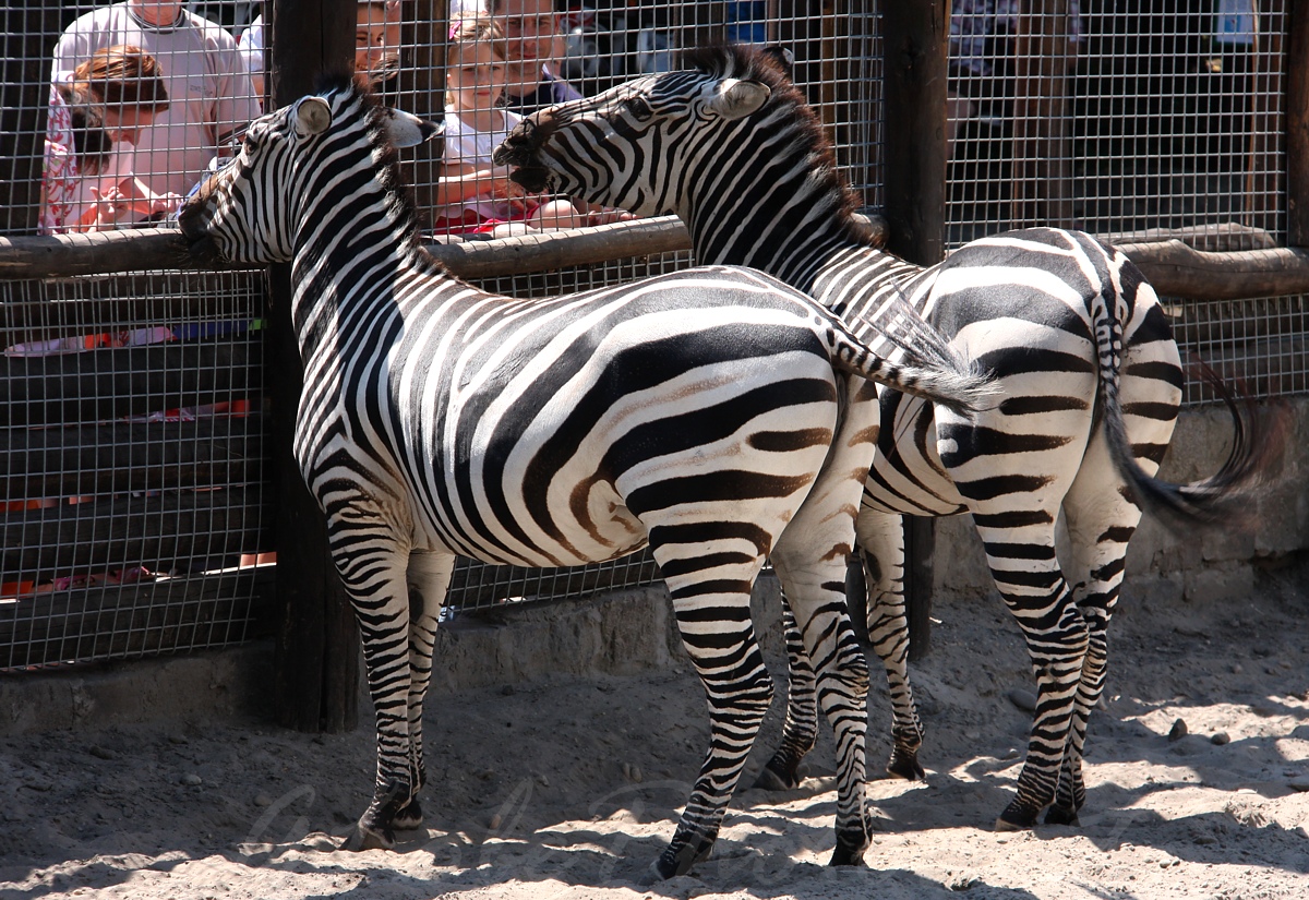 llatkertben - In the Zoo