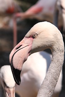 Budapest Zoo