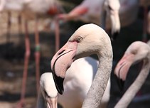 Budapest Zoo