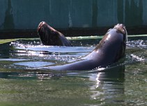 Budapest Zoo