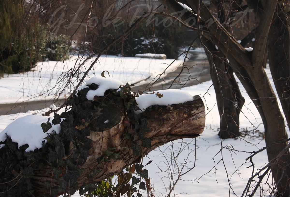 Télen az Arborétumban